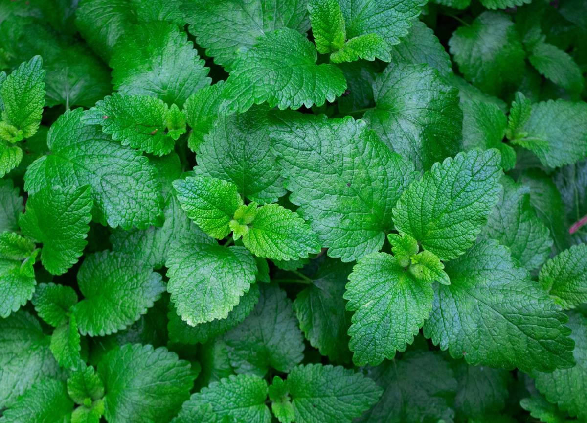 Zen Breath Mints: 7 Proven Tips to Avoid Costly Weight Loss Mistakes
